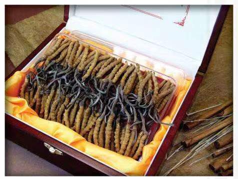 金台冬虫夏草回收